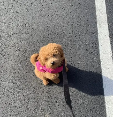 Chó Lai Giống Cha Hay Mẹ: Những Điều Bạn Chưa Biết Về Di Truyền Học Thú Cưng