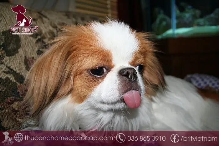 Chó Lai Nhật Giá Bao Nhiêu? Bảng Giá Mới Nhất & Kinh Nghiệm Chọn Mua