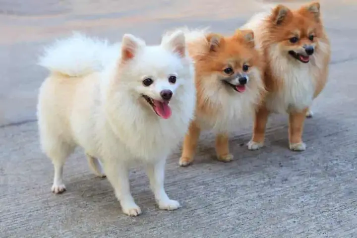 Giá Của Chó Phốc Lai Nhật