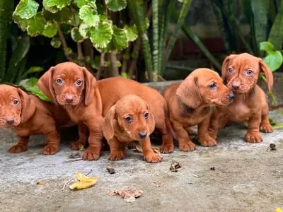 Chó Lạp Xưởng Xúc Xích