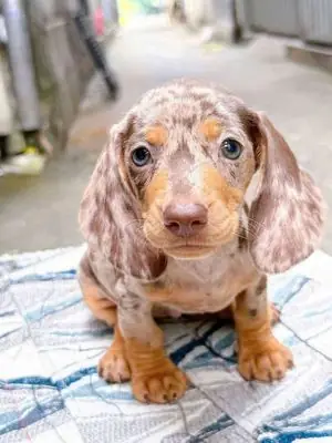 Lạp Xưởng Đực Và Cái