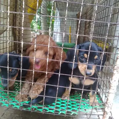 Chó Kiễng, Dòng Dễ Nuôi-ag