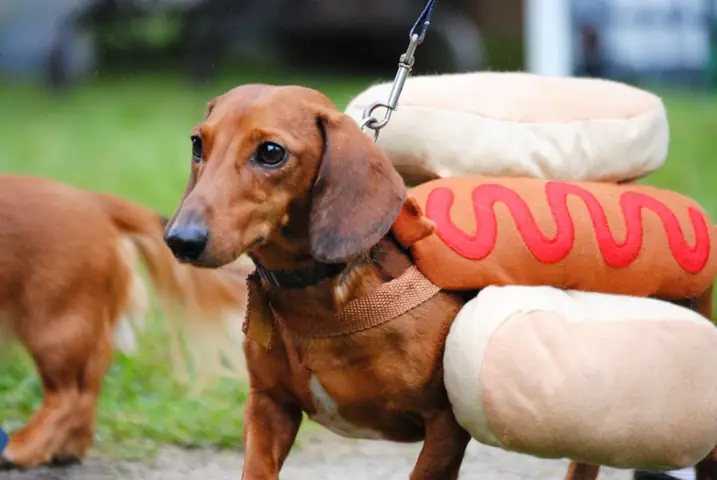 Chế Độ Dinh Dưỡng