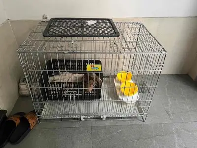 Bán Chó Lạp Xưởng Và Chuồng Hoàn Toàn Mới