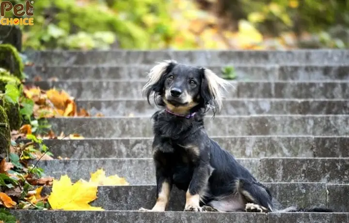 Chó Lạp Xưởng Lai Phốc (pomeranian)