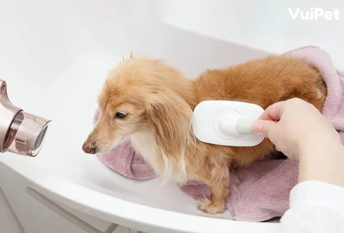 Chó Lạp Xưởng Lông Dài Cần Được Chải Lông Thường Xuyên