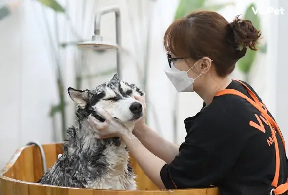 Cham-soc-long-cho-thu-cung-vuipet21