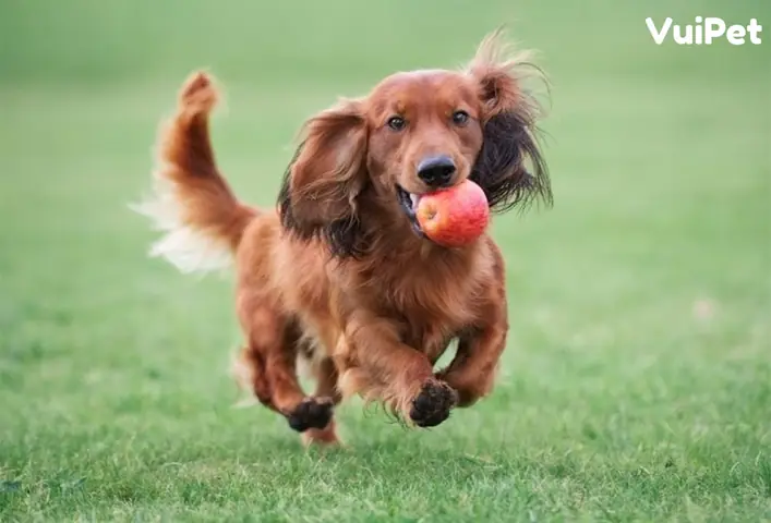 Sơ Lược Tính Cách, Sở Thích Của Chó Lạp Xưởng Lông Dài