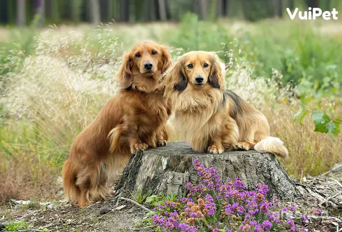 Chó Lạp Xưởng Lông Dài