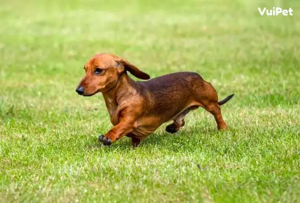 Cho-lap-xuong-mini-1