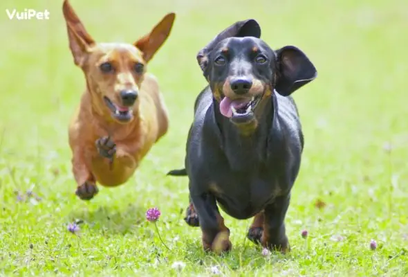 Thong-tin-ve-cho-lap-xuong-19