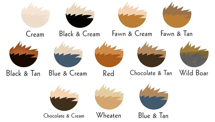 Màu Lông Của Chó Lạp Xưởng Lông Dài