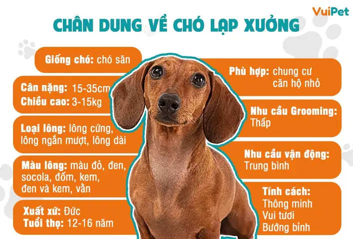 Sơ Lược Về Nguồn Gốc Của Chó Lạp Xưởng Lông Dài
