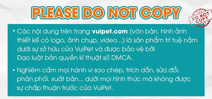 Chó Lạp Xưởng Lông Dài Có Giá Bao Nhiêu?