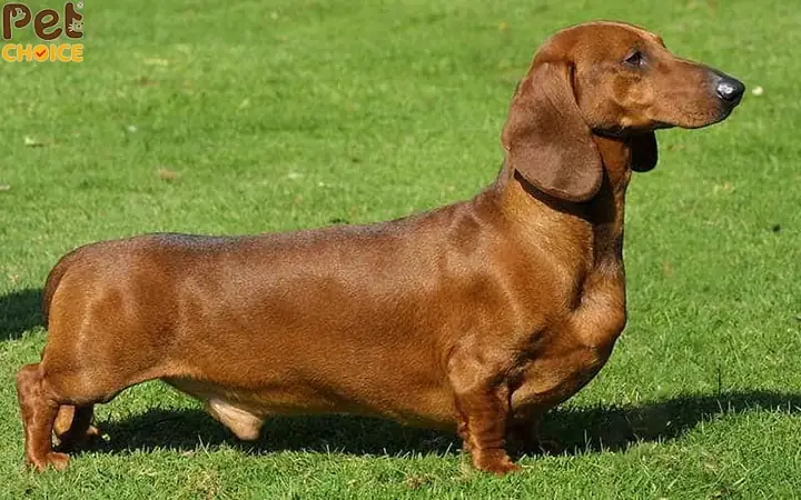 Nâu Đỏ (nâu Đồng, Nâu Hạt Dẻ – Chestnut, Mahogany):