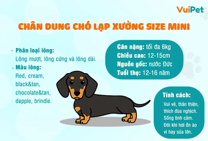 Tổng Quan Về Nguồn Gốc, Ngoại Hình Của Chó Lạp Xưởng Mini