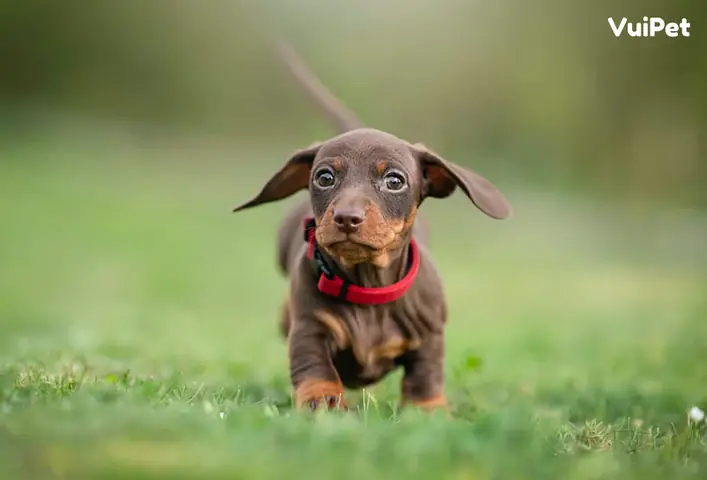 Chó Lạp Xưởng Size Mini