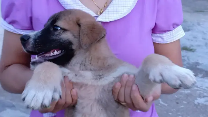 Tứ Túc Huyền Đề Tứ Túc Huyền Đề