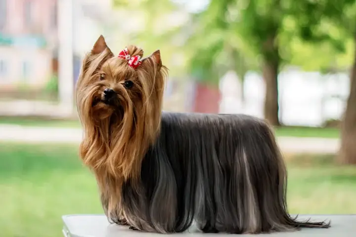 5, Yorkshire Terrier: