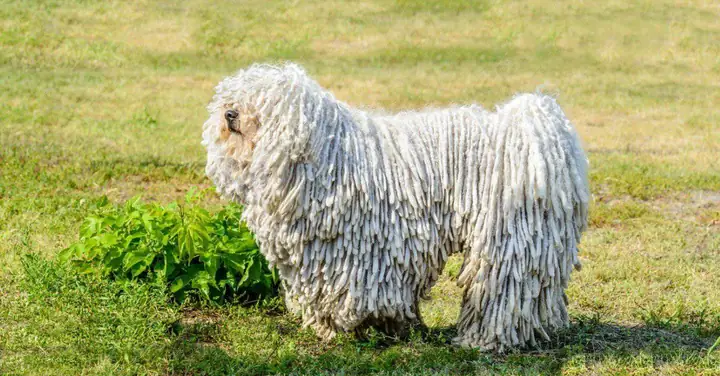 2, Komondor Dog: