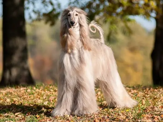 1, Afghan Hound: