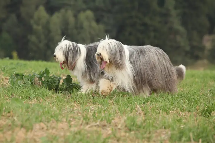 3, Bearded Collie: