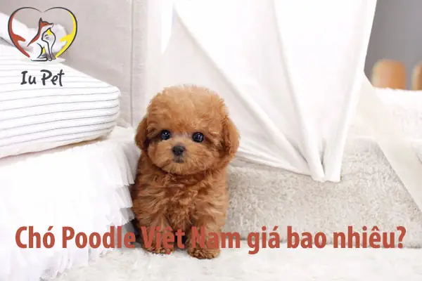 Giá Chó Poodle Sinh Tại Việt Nam