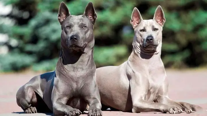 Đặc Điểm Ngoại Hình Chó Xoáy Thái Lan