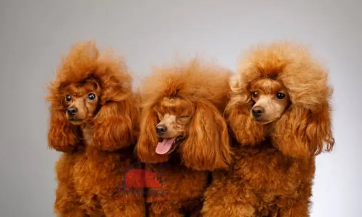 Chó Lông Xù Màu Vàng: Khám Phá Toàn Diện Về Một Loài Vật Nuôi Được Yêu Thích