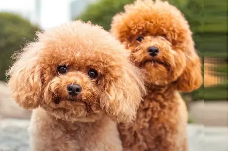 Hướng Dẫn Chi Tiết Về Chó Lông Xù Nhỏ Giá Rẻ: Chọn Mua, Chăm Sóc Và Nơi Tìm Kiếm