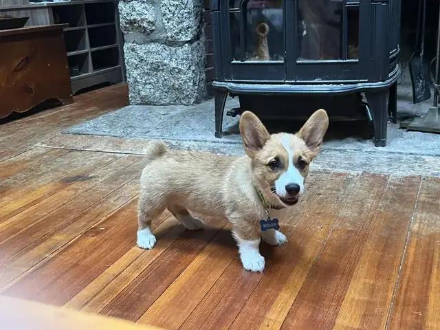 Chó Lông Xù Tiếng Anh Là Gì? Toàn Cảnh Về Poodle Và Những Điều Bạn Cần Biết Chó Lông Xù Tiếng Anh Là Gì? Toàn Cảnh Về Poodle Và Những Điều Bạn Cần Biết