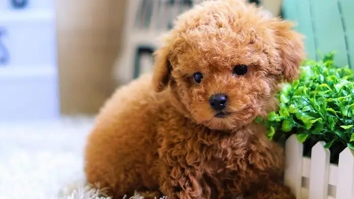 Chó Lông Xù Tiếng Anh Là Gì? Toàn Cảnh Về Poodle Và Những Điều Bạn Cần Biết Chó Lông Xù Tiếng Anh Là Gì? Toàn Cảnh Về Poodle Và Những Điều Bạn Cần Biết