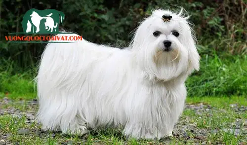 Chó Maltese Tính Khí Như Thế Nào? Chó Maltese Tính Khí Như Thế Nào?
