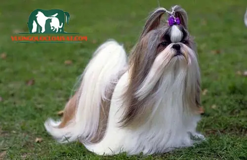 Đặc Điểm Của Chó Maltese Đặc Điểm Của Chó Maltese