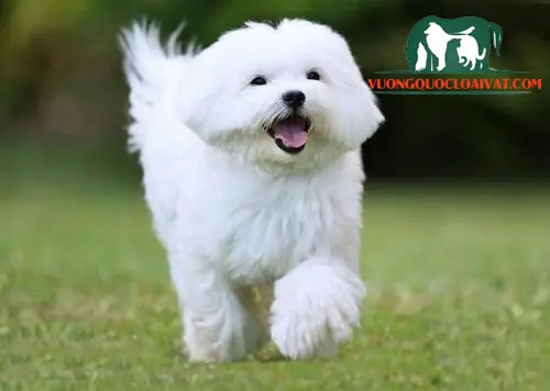 Chăm Sóc Sức Khỏe Và Huấn Luyện Chó Maltese Chăm Sóc Sức Khỏe Và Huấn Luyện Chó Maltese