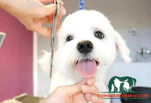 Chăm Sóc Lông Chăm Sóc Lông