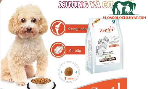 Cách Chăm Sóc Chó Maltese Cách Chăm Sóc Chó Maltese