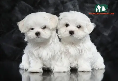 Những Thông Tin Về Chó Maltese Những Thông Tin Về Chó Maltese