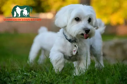 Giá Bán Chó Maltese Thuần Chủng Việt Nam Giá Bán Chó Maltese Thuần Chủng Việt Nam