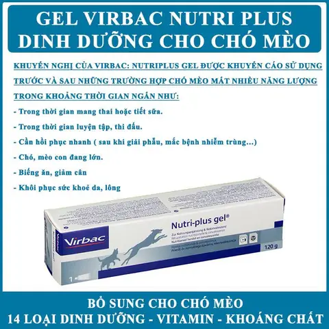 Bổ Sung Thêm Vitamin Và Gel Dinh Dưỡng Cho Chó Mang Thai