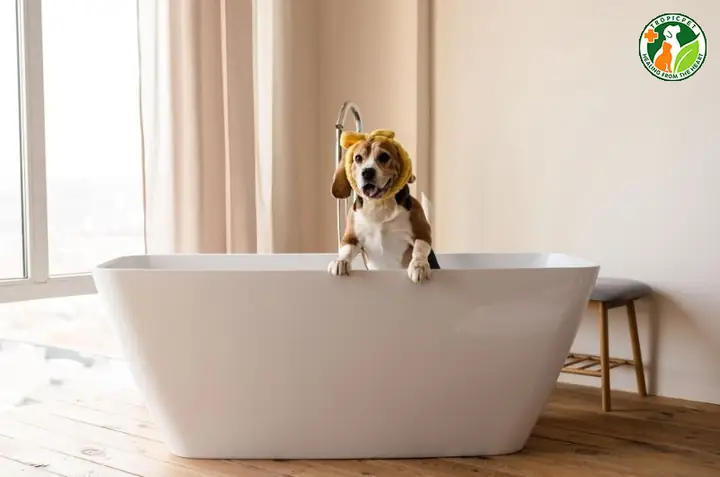 Chó Mang Thai Có Tắm Được Không?