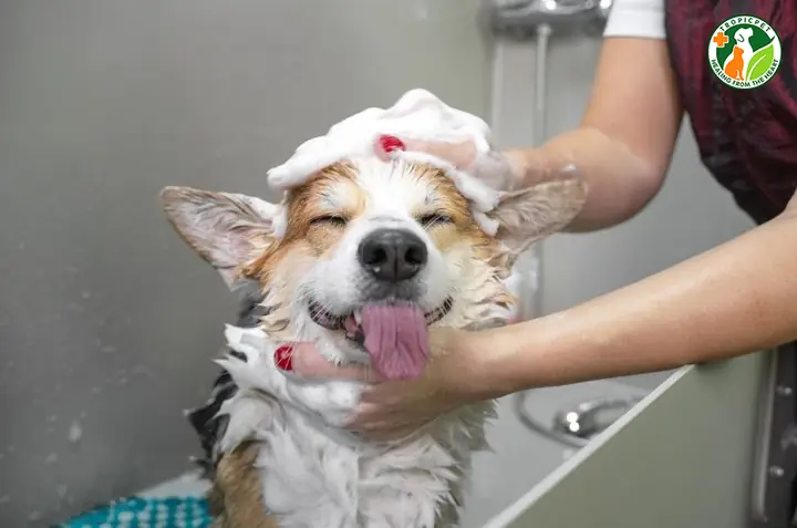 Lưu Ý Khi Tắm Cho Chó Mang Thai