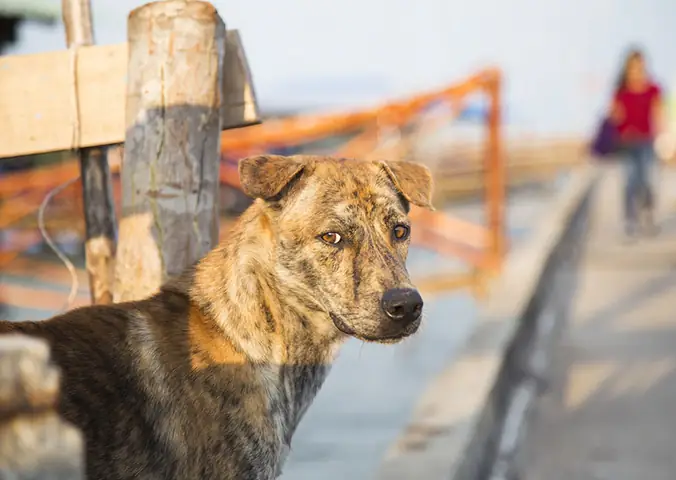 Chó Phú Quốc Lai Chó Becgie