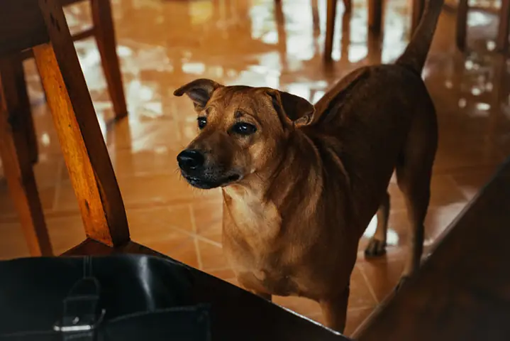 Chó Phú Quốc Lai Malinois