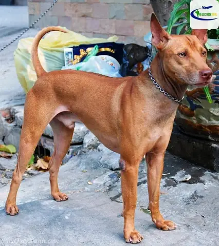 Chó Mắt Xanh Mũi Hồng: Những Điều Bạn Cần Biết Về Màu Sắc Đặc Biệt