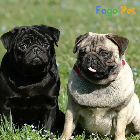 Địa Chỉ Bán Chó Pug Đen Lông Đẹp, Khỏe Mạnh Địa Chỉ Bán Chó Pug Đen Lông Đẹp, Khỏe Mạnh