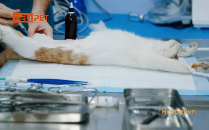 Mèo Mấy Tháng Thì Triệt Sản Được?