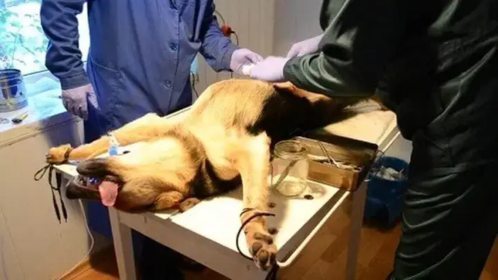 Những Điều Cần Cân Nhắc Trước Khi Thiến Chó