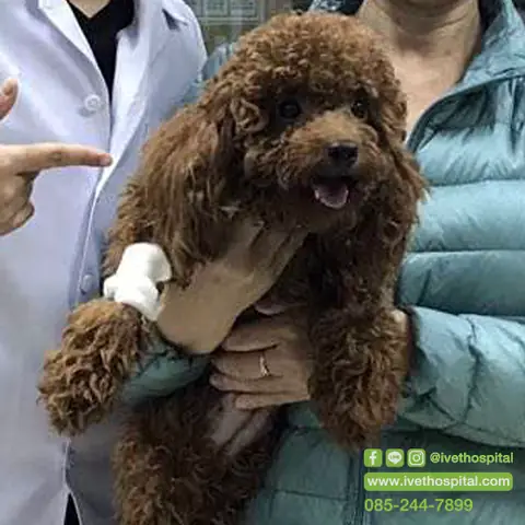 Chó Mẹ Bị Sốt Sữa