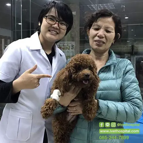 Chó Mẹ Bị Sốt Sữa